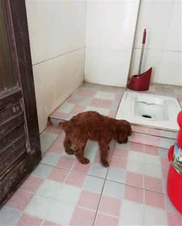 如何让泰迪犬定点上厕所？只要选对方法，这事一点也不难