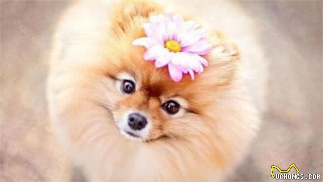 当你决定养一只“博美犬”时，一定要清楚这些事