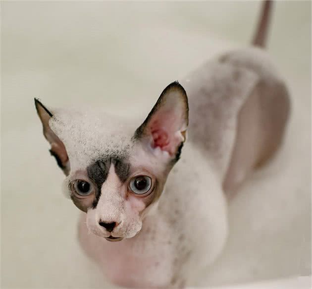 面对闷热夏日，无毛猫表示笑而不语
