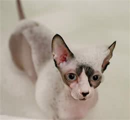 面对闷热夏日，无毛猫表示笑而不语