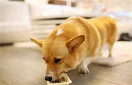 如何打理自家的狗狗，教你们5个方法，狗狗时刻魅力无限