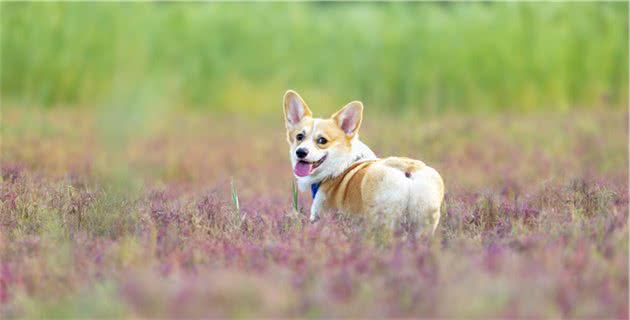 狗狗乱叫我有妙招