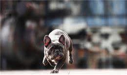 不要经常训斥你的法斗犬，时间长了，它们的性格会有缺陷
