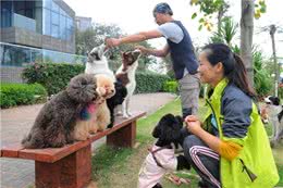 “超难训练”的6种狗狗，训狗师看到，都想掉头走