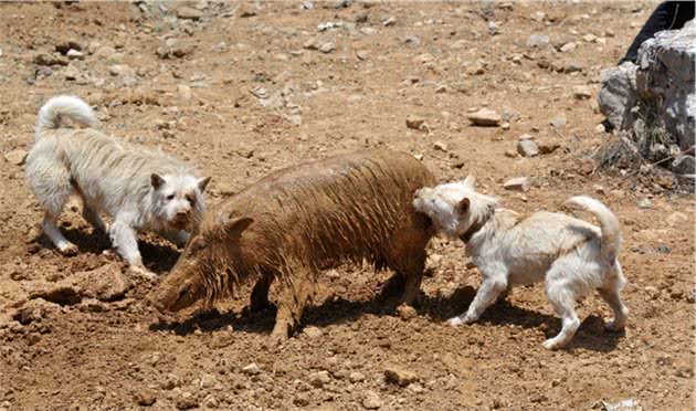农村里最喜欢养的几种优秀猎犬，纯种的十分珍贵，四川占3只
