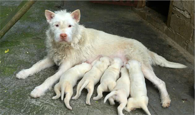 农村里最喜欢养的几种优秀猎犬，纯种的十分珍贵，四川占3只