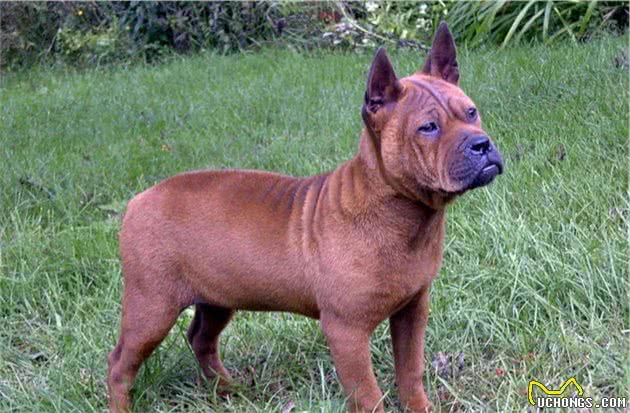 农村里最喜欢养的几种优秀猎犬，纯种的十分珍贵，四川占3只