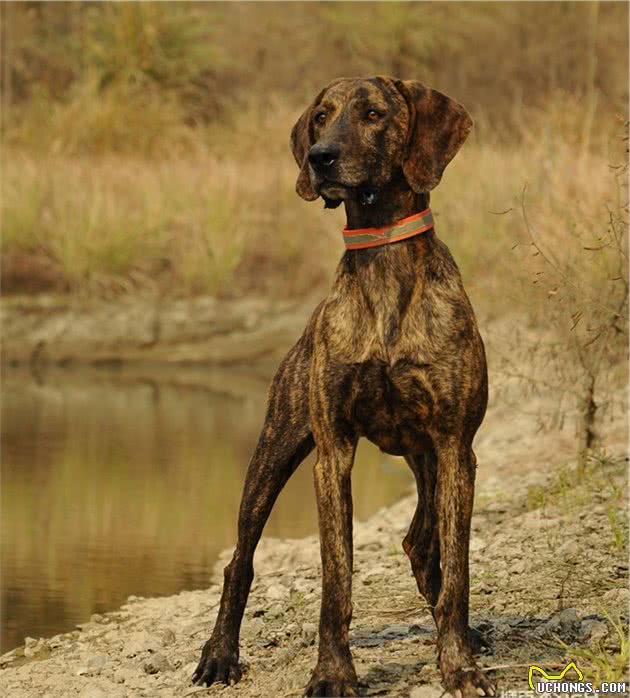农村里最喜欢养的几种优秀猎犬，纯种的十分珍贵，四川占3只