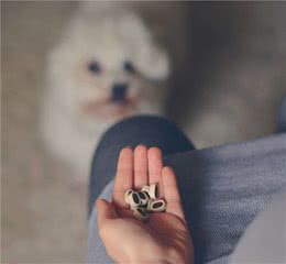 如何培养乖巧又聪明的比熊犬，这5个训练少不得