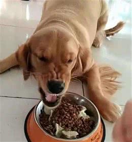 刚到家的狗狗护食很凶该怎么办？如何缓解狗狗情绪？