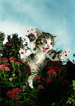 你真的了解你的猫吗？