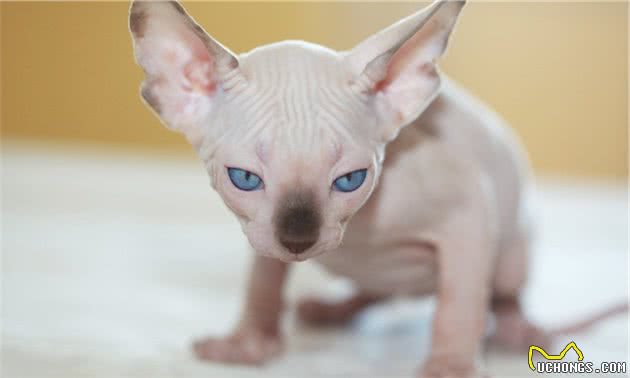 斯芬克斯猫（无毛猫）的介绍、饲养、护理和其他注意事项