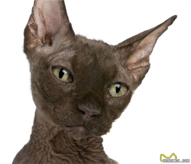 斯芬克斯猫（无毛猫）的介绍、饲养、护理和其他注意事项