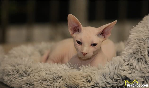 斯芬克斯猫（无毛猫）的介绍、饲养、护理和其他注意事项