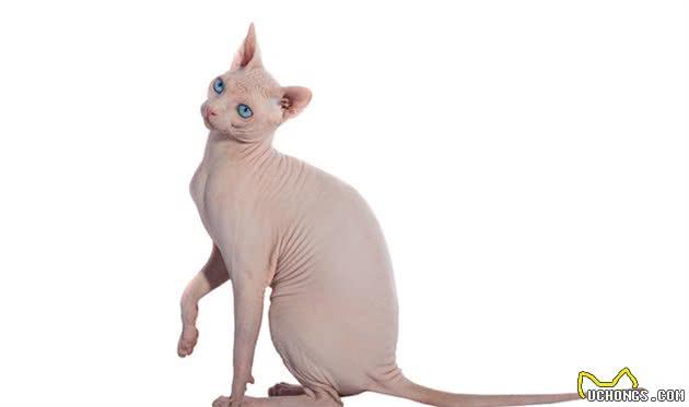 斯芬克斯猫（无毛猫）的介绍、饲养、护理和其他注意事项