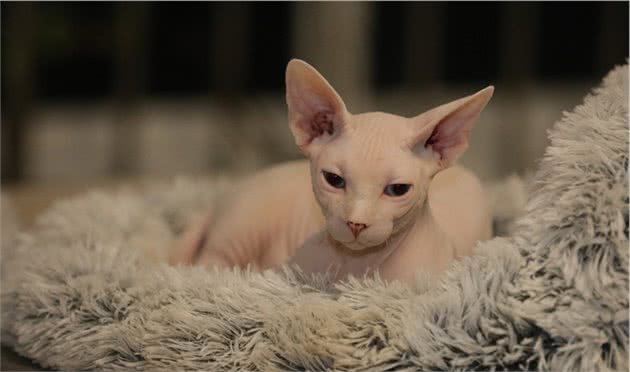 斯芬克斯猫（无毛猫）的介绍、饲养、护理和其他注意事项