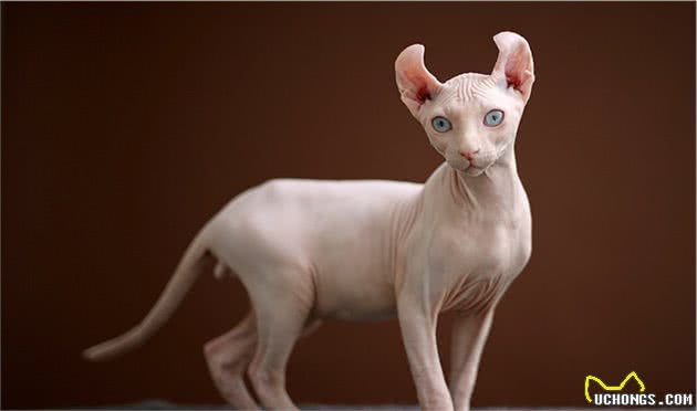 斯芬克斯猫（无毛猫）的介绍、饲养、护理和其他注意事项