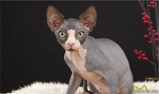 斯芬克斯猫（无毛猫）的介绍、饲养、护理和其他注意事项