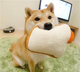 精选宠物犬名字洋气不俗气-可爱点