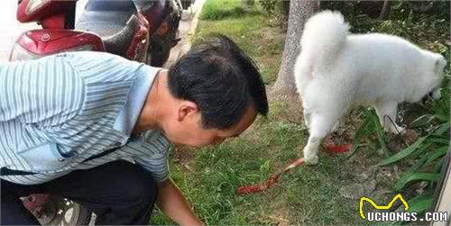 以人为本的爱狗，才是真正关爱狗狗