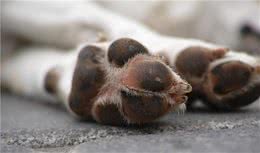 狗狗照护／狗狗也要足部保健唷可预防趾间炎