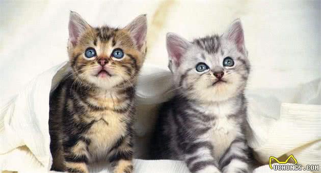 好养的家养宠物猫有哪些？