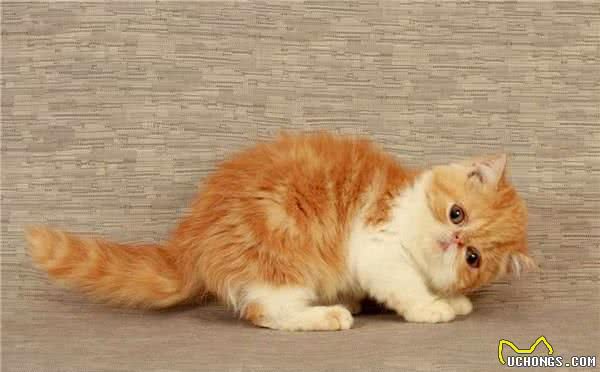 好养的家养宠物猫有哪些？