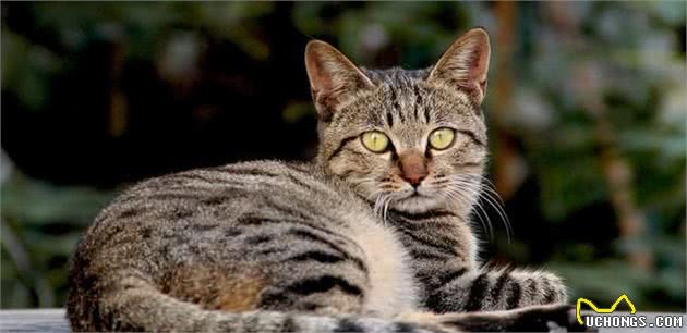好养的家养宠物猫有哪些？
