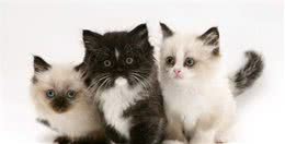 好养的家养宠物猫有哪些？