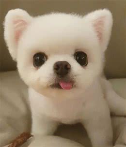 怎么解决狗狗尿失禁