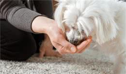 狗狗护食的纠正？那问题只会越来越严重