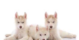 幼犬一定要喝羊奶粉吗？喝羊奶粉的好处有哪些？