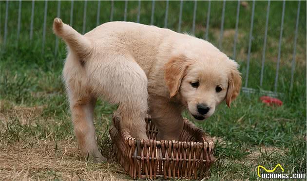 饲养金毛犬最正确的方法，你学会了吗？