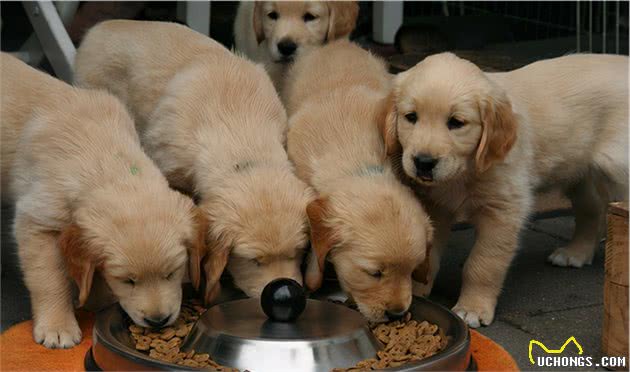 饲养金毛犬最正确的方法，你学会了吗？