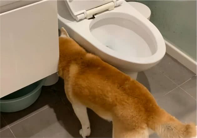 柴犬的6大“怪癖”，简直就是恶魔