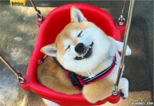 柴犬的6大“怪癖”，简直就是恶魔