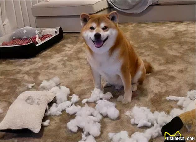 柴犬的6大“怪癖”，简直就是恶魔