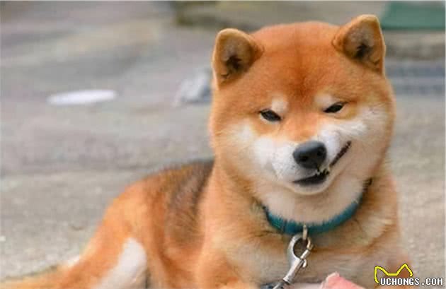 柴犬的6大“怪癖”，简直就是恶魔