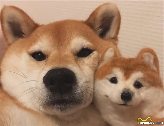 柴犬的6大“怪癖”，简直就是恶魔