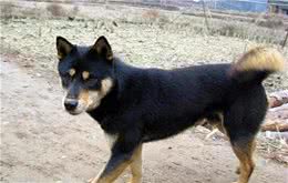 四眼田园犬成农村珍贵犬种，多名亲戚开高价只为抢狗