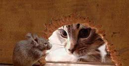 猫咪掉毛受不了！宠物猫掉毛的原因什么？有没有不掉毛的猫咪？