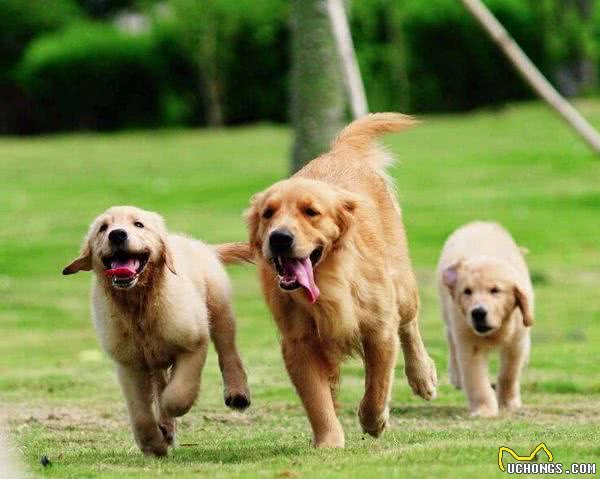 犬类营养小常识
