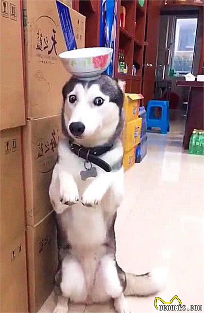 狗狗犯错后，这几种惩罚效果不错，不妨可以试试