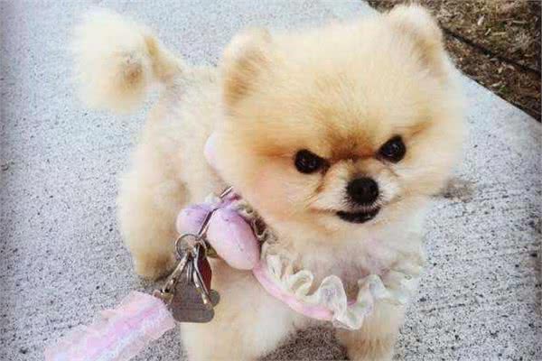 养了一只“博美犬”之后，我原本快乐的生活，就变得一塌糊涂了