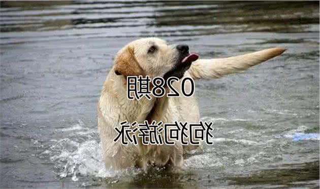 辟谣，狗狗因天生会游泳谎言遭伤害，主人需从三方面规避溺水风险