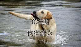 辟谣，狗狗因天生会游泳谎言遭伤害，主人需从三方面规避溺水风险