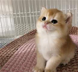 异国短毛猫从几个月的时候可以吃猫粮？