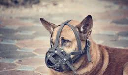 带嘴套的狗狗肯定会咬人？嘴套只是保护工具，这些情况下非常有用