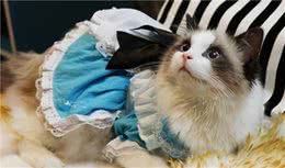 这“6种”猫咪不仅不臭，全身带香味，哪种是你在养的？