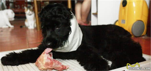铲屎官为爱犬更换食谱，以生骨肉喂食后，狗狗身体健康还不拆家！